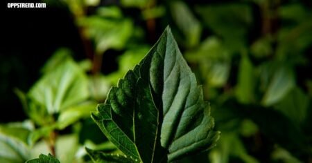 Kalawalla Herb Benefits: Exploring the Healing Power of This Traditional Plant